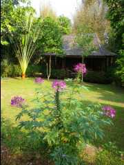 201302 Chiang Mai65